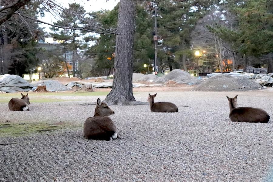 興福寺でまどろむ鹿