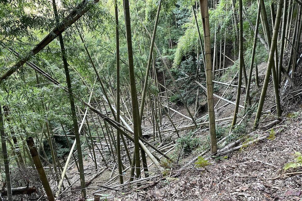 醍醐山の荒廃した竹藪